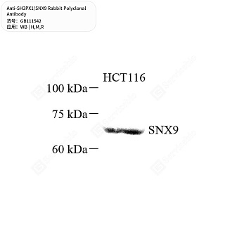 Антитела первичные, поликлональные кролика к SH3PX1/SNX9 крысы, мыши, человека, 50 мкл
