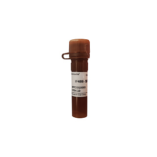 Краситель IF488-Phalloidin, 100 реакций