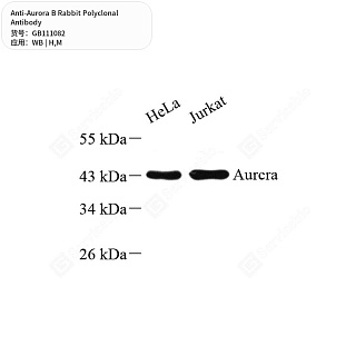Антитела первичные, поликлональные кролика к Aurora B мыши, человека, 50 мкл