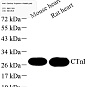 Антитела первичные, поликлональные, Cardiac Troponin I, 100 мкл