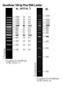 Маркеры молекулярной массы ДНК, 100-3000 п.о., GeneRuler 100 bp Plus DNA (14 фрагментов), 5 х 50 мкг