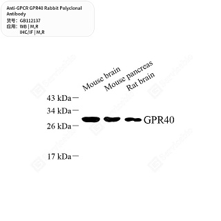 Антитела первичные, поликлональные кролика к GPCR GPR40 крысы, мыши, 50 мкл