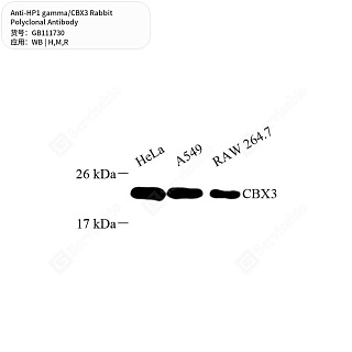 Антитела первичные, поликлональные кролика к HP1 gamma/CBX3 крысы, мыши, человека, 50 мкл
