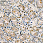 Антитела первичные, поликлональные, ULH1, 100 мкл