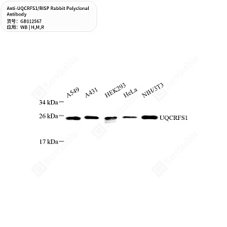 Антитела первичные, поликлональные кролика к UQCRFS1/RISP крысы, мыши, человека, 50 мкл