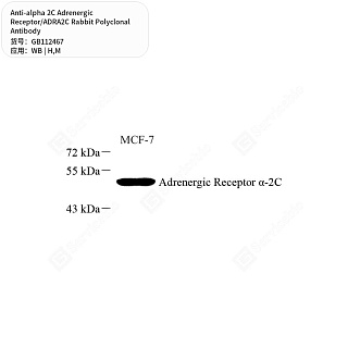 Антитела первичные, поликл. кролика к alpha 2C Adrenergic Receptor/ADRA2C мыши, человека, 50 мкл