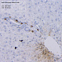 Антитела первичные, моноклональные, Granzyme B, 100 мкл