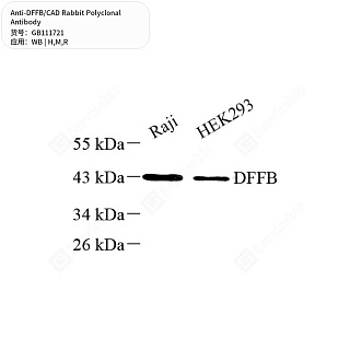 Антитела первичные, поликлональные кролика к DFFB/CAD крысы, мыши, человека, 50 мкл