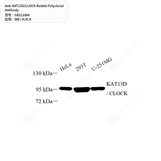 Антитела первичные, поликлональные кролика к KAT13D/CLOCK крысы, мыши, человека, 50 мкл