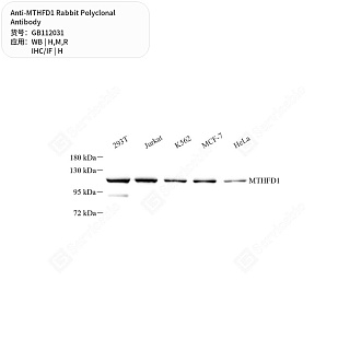 Антитела первичные, поликлональные кролика к MTHFD1 крысы, мыши, человека, 50 мкл