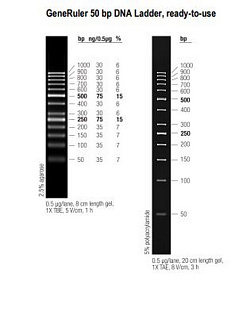 Маркеры молекулярной массы ДНК, 50-1000 п.о., GeneRuler 50, гот. к исп. (13 фр.), 50 мкг