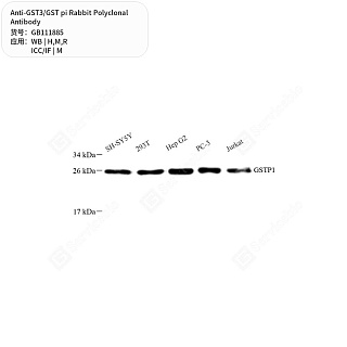 Антитела первичные, поликлональные кролика к GST3/GST pi крысы, мыши, человека, 50 мкл