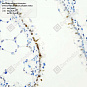Антитела первичные, моноклональные, Phospho-STAT3(Tyr705), 100 мкл