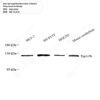 Антитела первичные, поликлональные кролика к Spinophilin/Neurabin 2 крысы, мыши, человека, 50 мкл