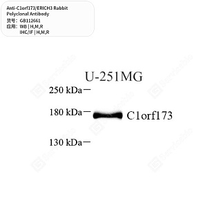 Антитела первичные, поликлональные кролика к C1orf173/ERICH3 крысы, мыши, человека, 50 мкл