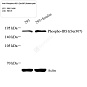 Антитела первичные, поликлональные, Phospho-IRS1 (Ser307), 100 мкл