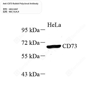 Антитела первичные, поликлональные кролика к CD73 крысы, мыши, человека, 50 мкл