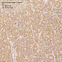 Антитела первичные, поликлональные, Zinc finger protein 25, 100 мкл