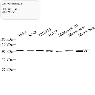 Антитела первичные, поликлональные кролика к VCP мыши, человека, 100 мкл