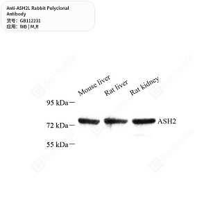 Антитела первичные, поликлональные кролика к ASH2L крысы, мыши, 50 мкл