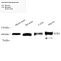 Антитела первичные, моноклональные, KMT6/EZH2, 100 мкл