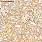 Антитела первичные, поликлональные, 5HT1A Receptor, 100 мкл