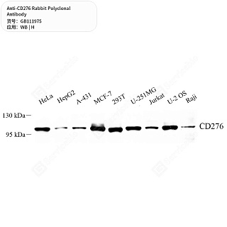 Антитела первичные, поликлональные кролика к CD276 человека, 50 мкл