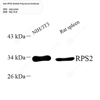 Антитела первичные, поликлональные кролика к RPS2 крысы, мыши, 50 мкл