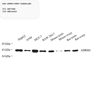 Антитела первичные, поликлональные кролика к ADRM1/ARM-1 крысы, мыши, человека, 100 мкл