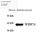 Антитела первичные, поликлональные, WDR74, 100 мкл
