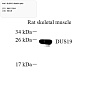 Антитела первичные, поликлональные, DUSP19, 100 мкл