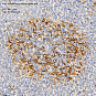 Антитела первичные, поликлональные, Sialoadhesin/CD169, 100 мкл