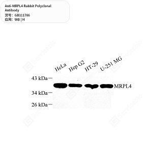 Антитела первичные, поликлональные кролика к MRPL4 человека, 50 мкл