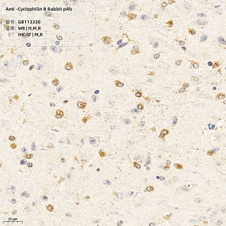 Антитела первичные, поликлональные кролика к Cyclophilin B крысы, мыши, человека, 100 мкл