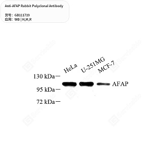 Антитела первичные, поликлональные кролика к AFAP крысы, мыши, человека, 50 мкл