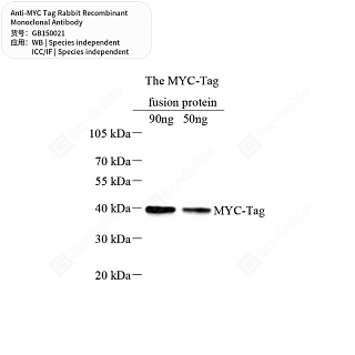 Антитела первичные, моноклональные кролика к MYC Tag, 100 мкл