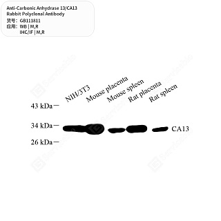 Антитела первичные, поликлональные кролика к Carbonic Anhydrase 13/CA13 крысы, мыши, 50 мкл