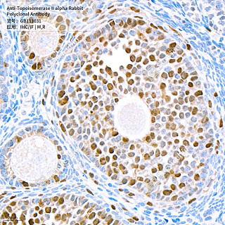 Антитела первичные, поликлональные кролика к Topoisomerase II alpha крысы, мыши, 50 мкл