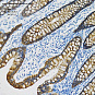 Антитела первичные, моноклональные, Cytokeratin 18, 100 мкл