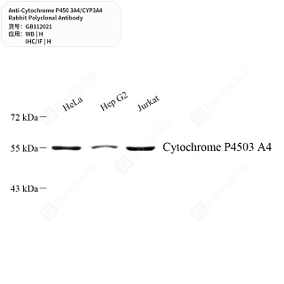 Антитела первичные, поликлональные кролика к Cytochrome P450 3A4/CYP3A4 человека, 50 мкл