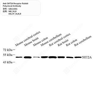 Антитела первичные, поликлональные кролика к 5HT2A Receptor крысы, мыши, человека, 50 мкл