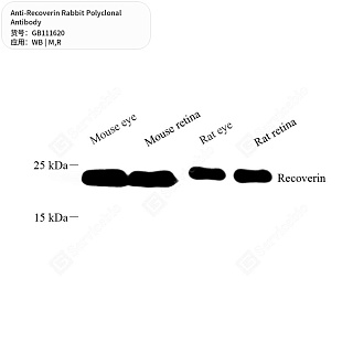 Антитела первичные, поликлональные кролика к Recoverin крысы, мыши, 50 мкл