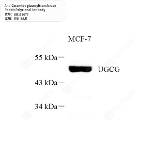 Антитела первичные, поликлональные кролика к Ceramide glucosyltransferase крысы, мыши, 50 мкл