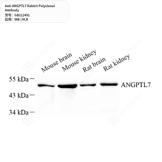 Антитела первичные, поликлональные кролика к ANGPTL7 крысы, мыши, 50 мкл