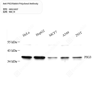 Антитела первичные, поликлональные кролика к PIG3 человека, 50 мкл