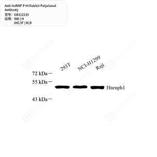 Антитела первичные, поликлональные кролика к hnRNP F+H крысы, мыши, человека, 50 мкл