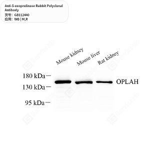 Антитела первичные, поликлональные кролика к 5-oxoprolinase крысы, мыши, 50 мкл