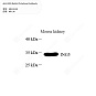 Антитела первичные, поликлональные кролика к ING5 мыши, 100 мкл