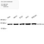 Антитела первичные, поликлональные, ZC3H11A, 100 мкл