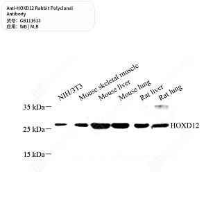Антитела первичные, поликлональные кролика к HOXD12 крысы, мыши, 50 мкл